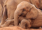 young elephant orphan